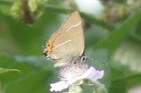 Satyrium w-album