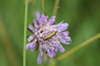 Nemophora metallica