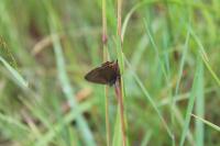 Satyrium pruni
