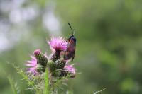 Zygaena trifolii
