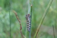 Papilio machaon