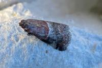 Acrobasis marmorea