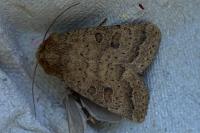 Hoplodrina octogenaria