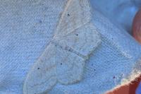 Scopula nigropunctata