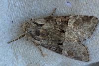 Brachylomia viminalis