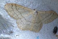 Idaea aversata