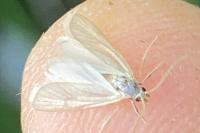 Acentria ephemerella