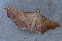 Endotricha flammealis