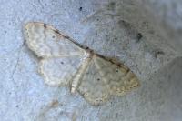 Idaea fuscovenosa