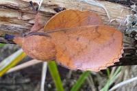 Gastropacha quercifolia