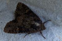 Mesapamea secalella/secalis