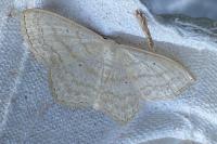 Scopula nigropunctata