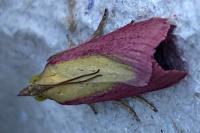 Oncocera semirubella