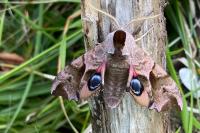 Smerinthus ocellatus