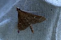 Dolicharthria punctalis