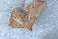 Endotricha flammealis