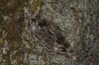 Alcis repandata
