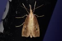 Chilo phragmitellus