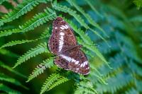 Limenitis camilla