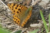 Issoria lathonia