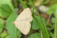 Paracolax tristalis