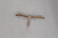 Emmelina monodactyla