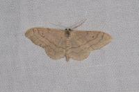 Idaea aversata