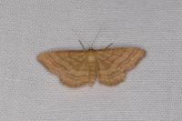 Idaea ochrata