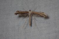 Emmelina monodactyla