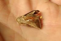 Macdunnoughia confusa