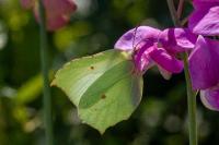 Gonepteryx rhamni
