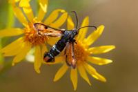 Pyropteron chrysidiforme