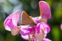 Thymelicus sylvestris