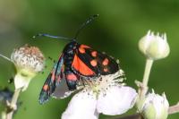 Zygaena ephialtes