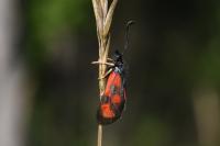 Zygaena loti
