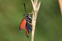Zygaena loti
