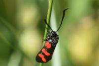 Zygaena transalpina