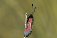 Zygaena sarpedon
