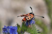 Zygaena fausta