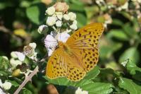 Argynnis paphia