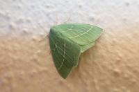 Hemistola chrysoprasaria