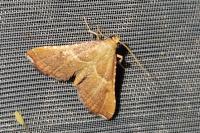 Endotricha flammealis