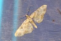 Eupithecia