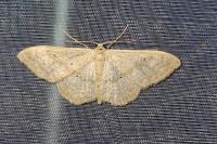 Evergestis pallidata