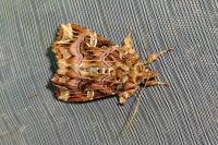 Callopistria juventina