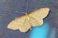 Idaea humiliata