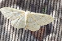 Idaea deversaria