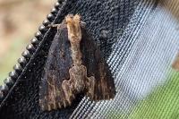 Dypterygia scabriuscula