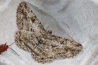 Peribatodes rhomboidaria