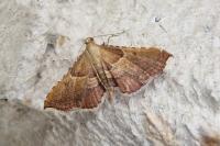 Endotricha flammealis